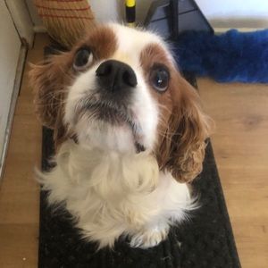 Meet your Posher, Kelley